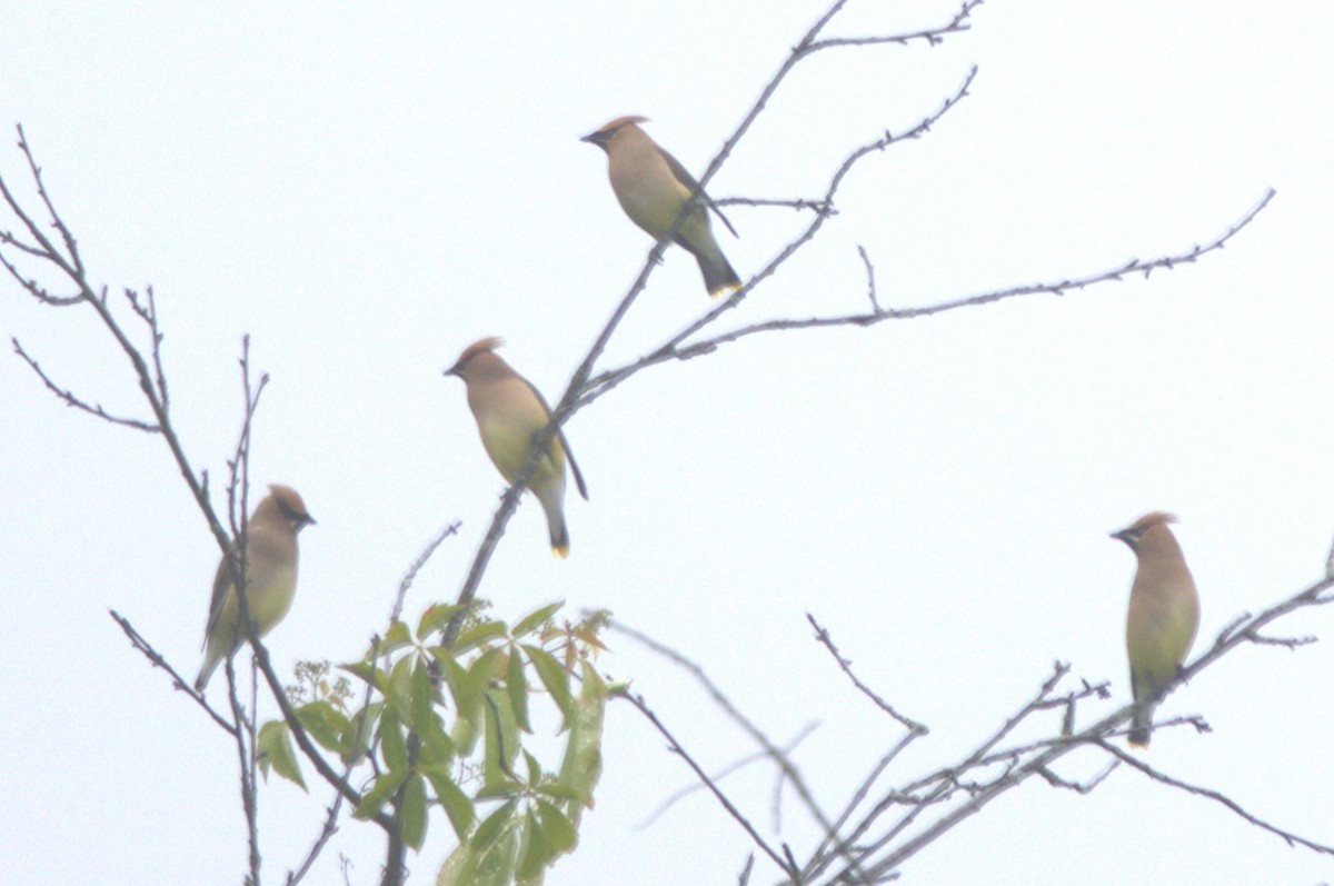 Cedar Waxwing - ML619792721