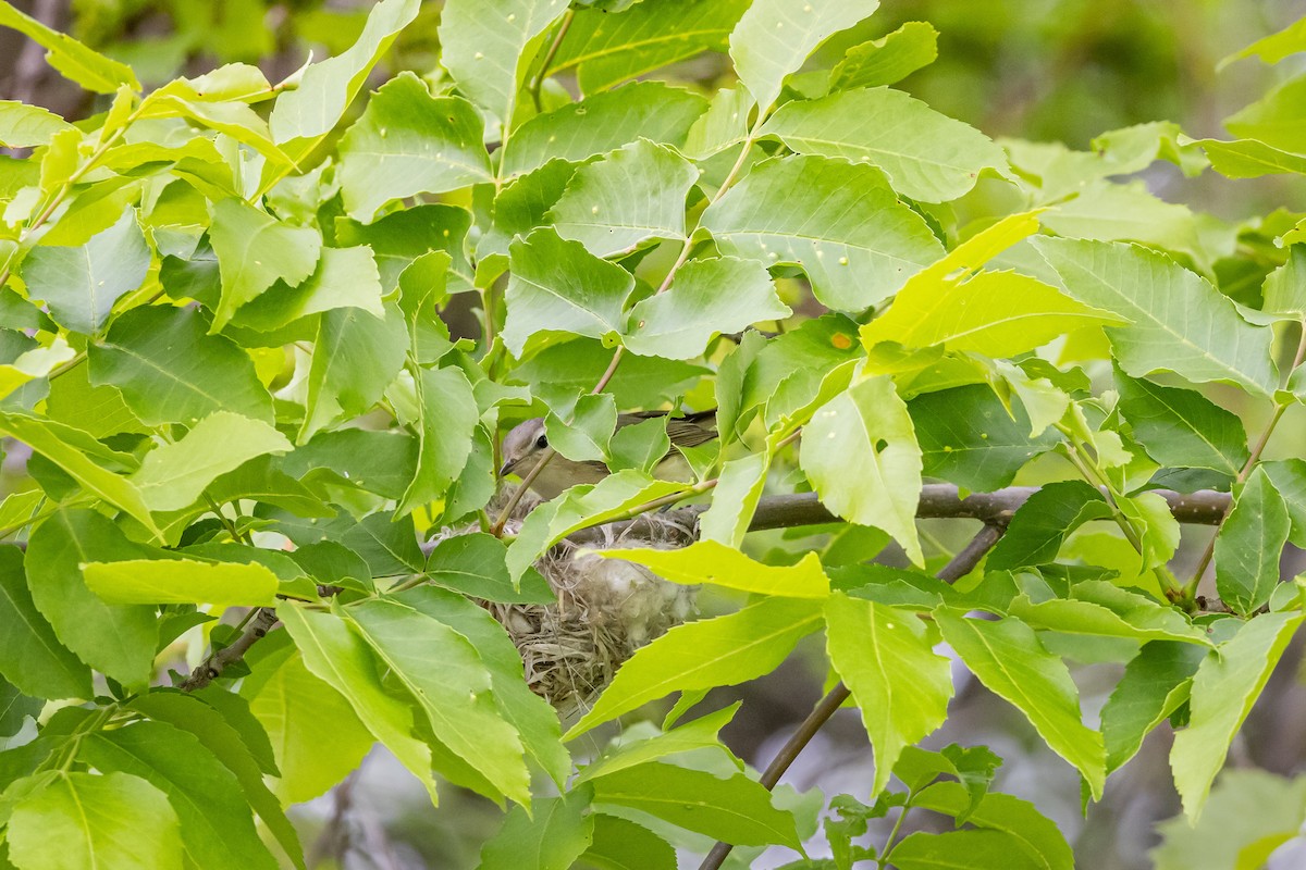 Warbling Vireo - ML619792726