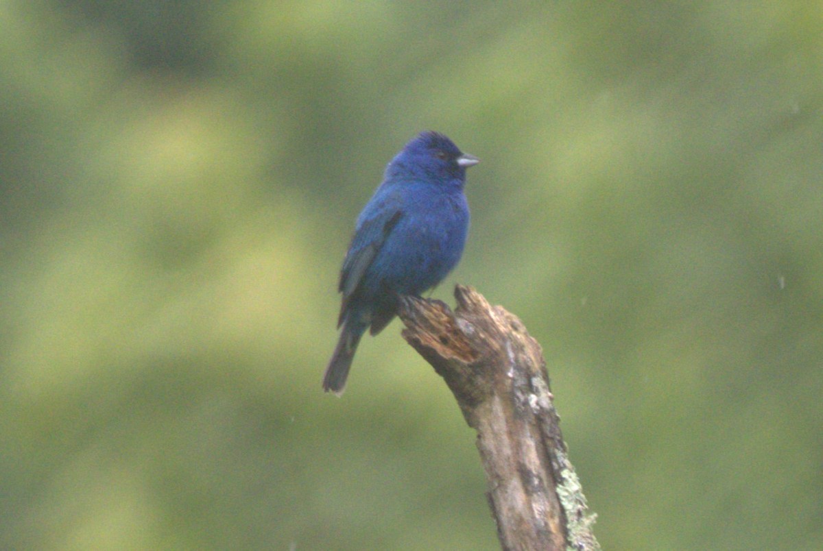 Indigo Bunting - ML619792728