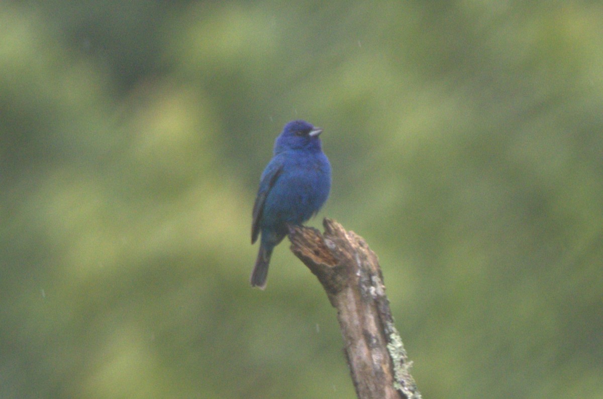 Indigo Bunting - ML619792729