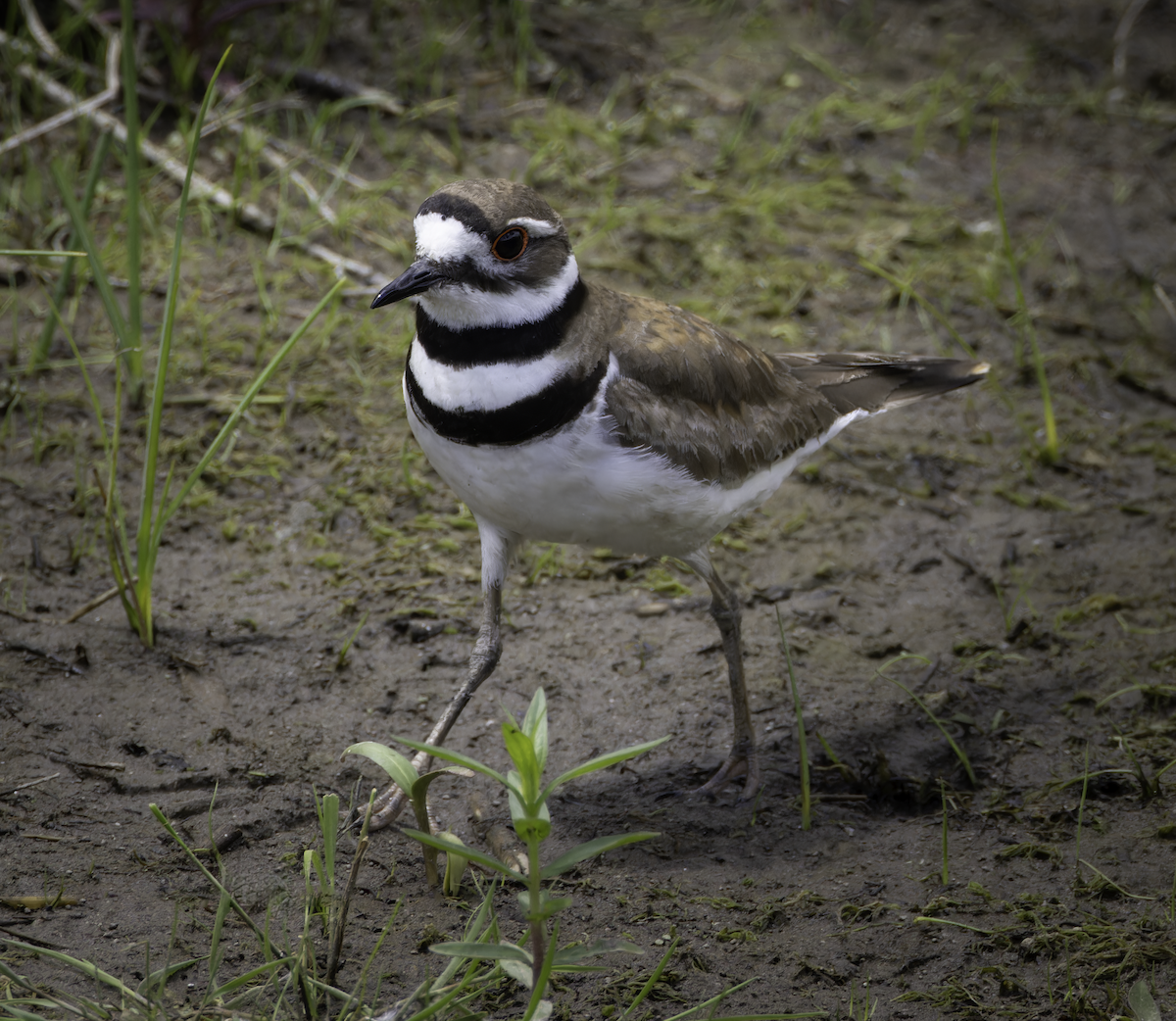 Killdeer - ML619792731