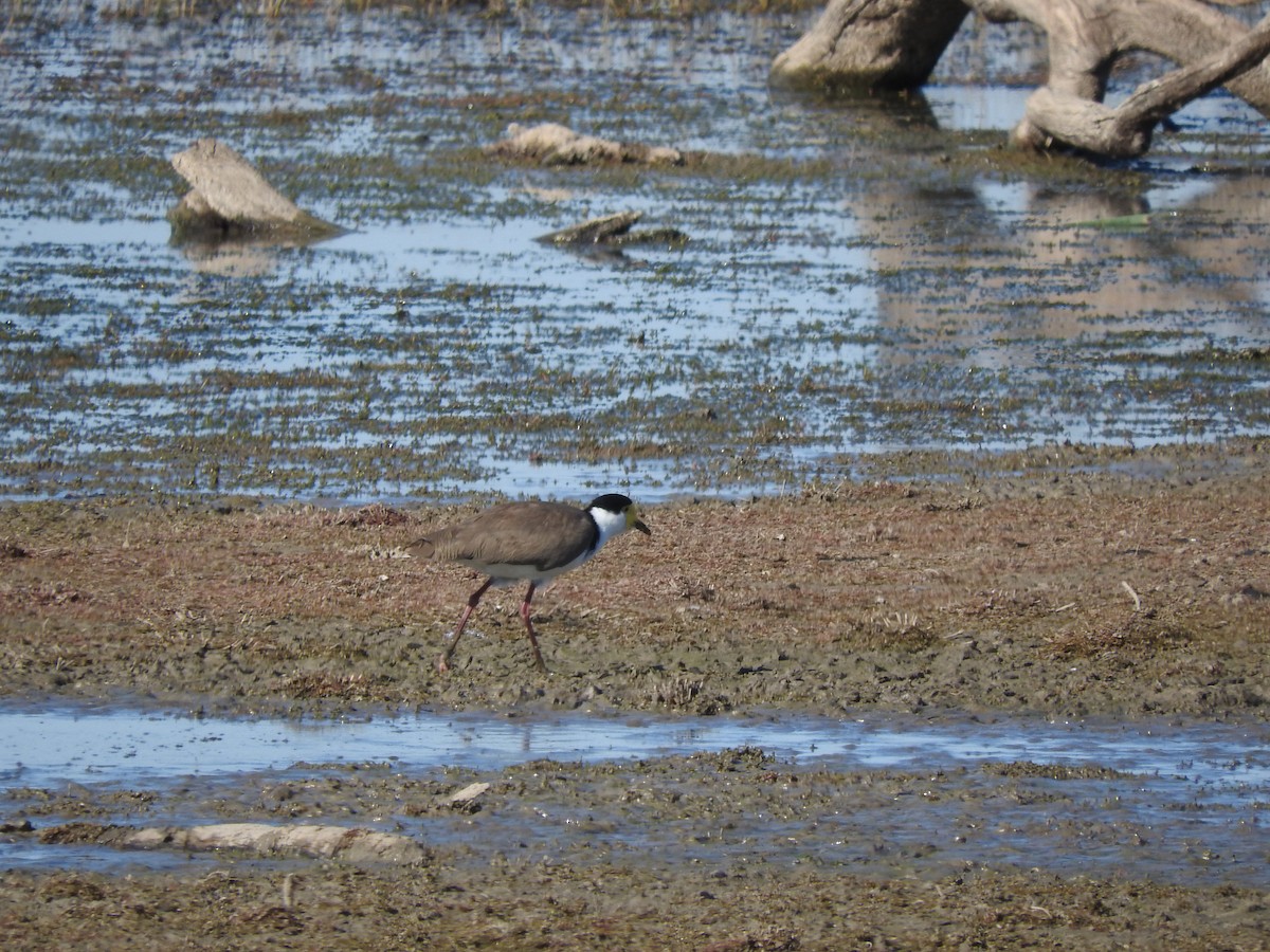 Masked Lapwing - ML619792742