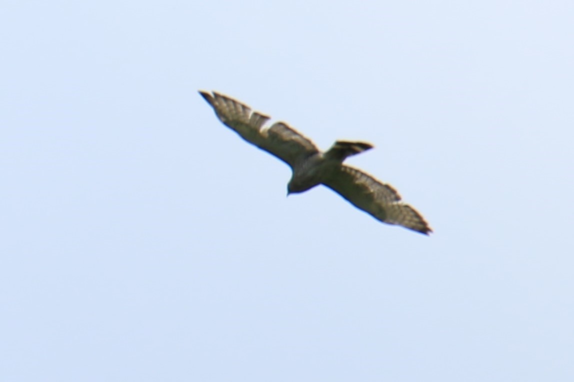 Broad-winged Hawk - ML619792770