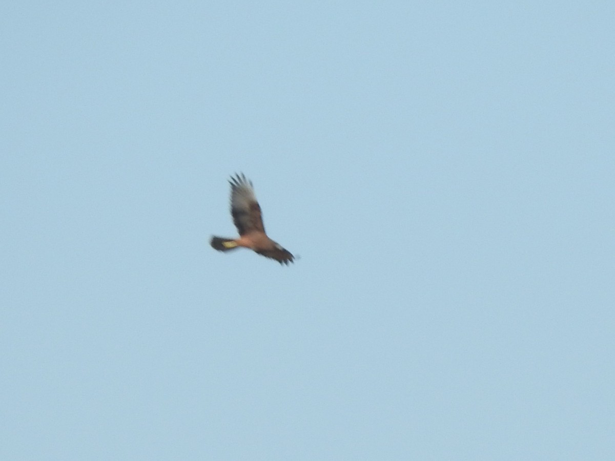 Swamp Harrier - ML619792776