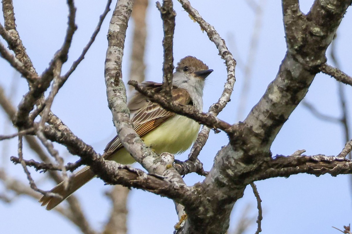 Brown-crested Flycatcher - ML619792788