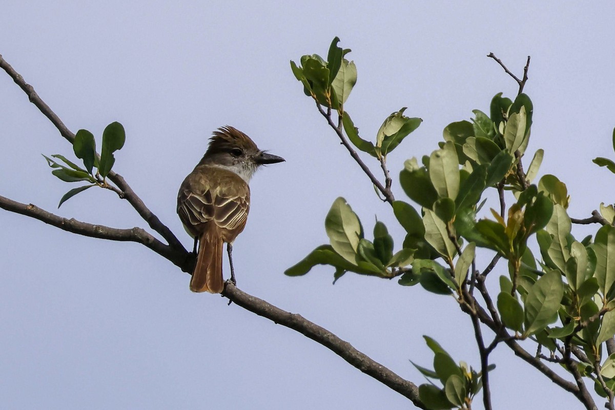 Brown-crested Flycatcher - ML619792789