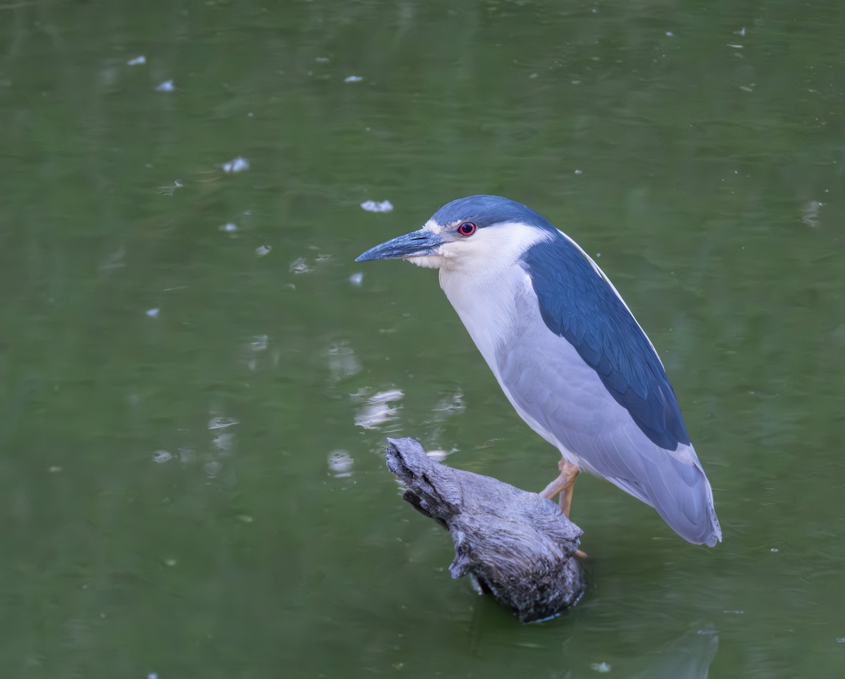 Black-crowned Night Heron - ML619792796