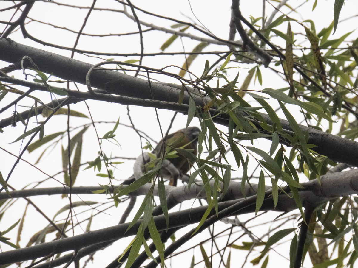 Peruvian Sierra Finch - ML619792811