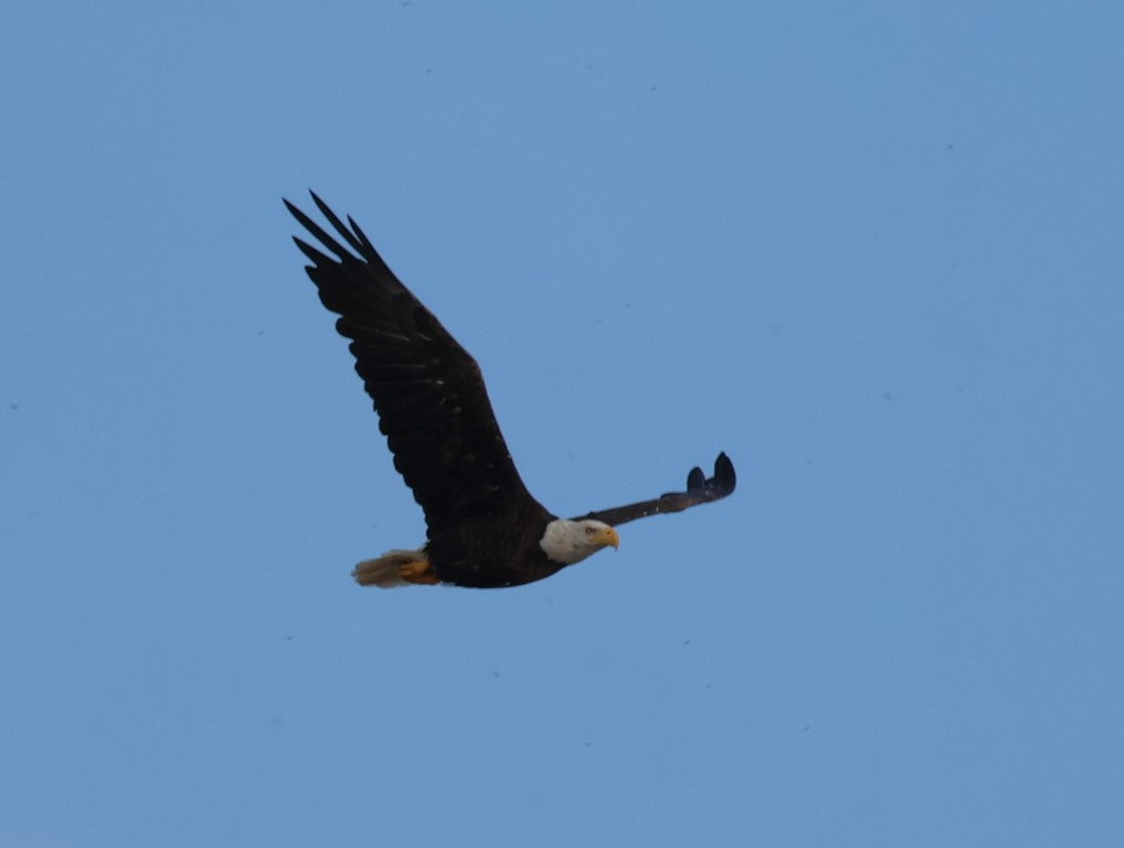 Bald Eagle - ML619792830