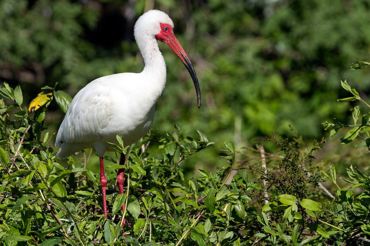 White Ibis - ML619792846