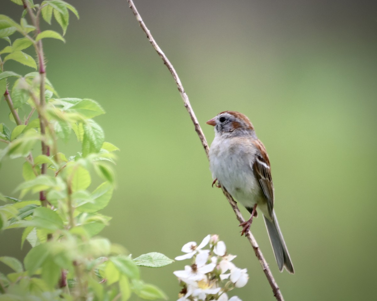 Field Sparrow - ML619792862