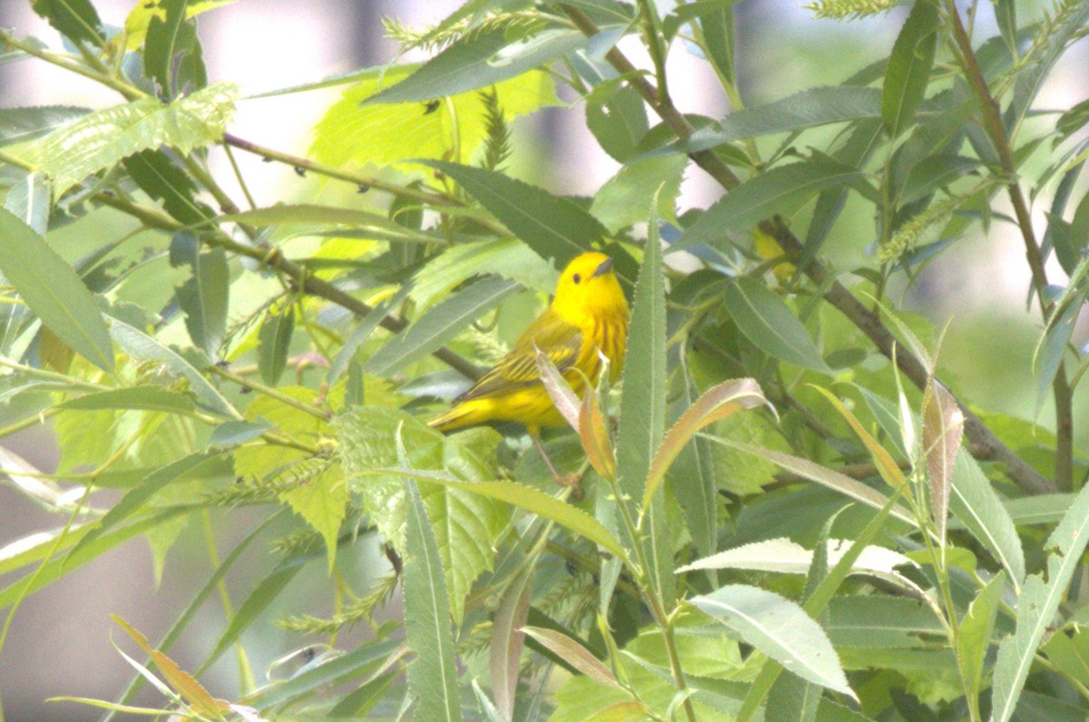 Yellow Warbler - ML619792868