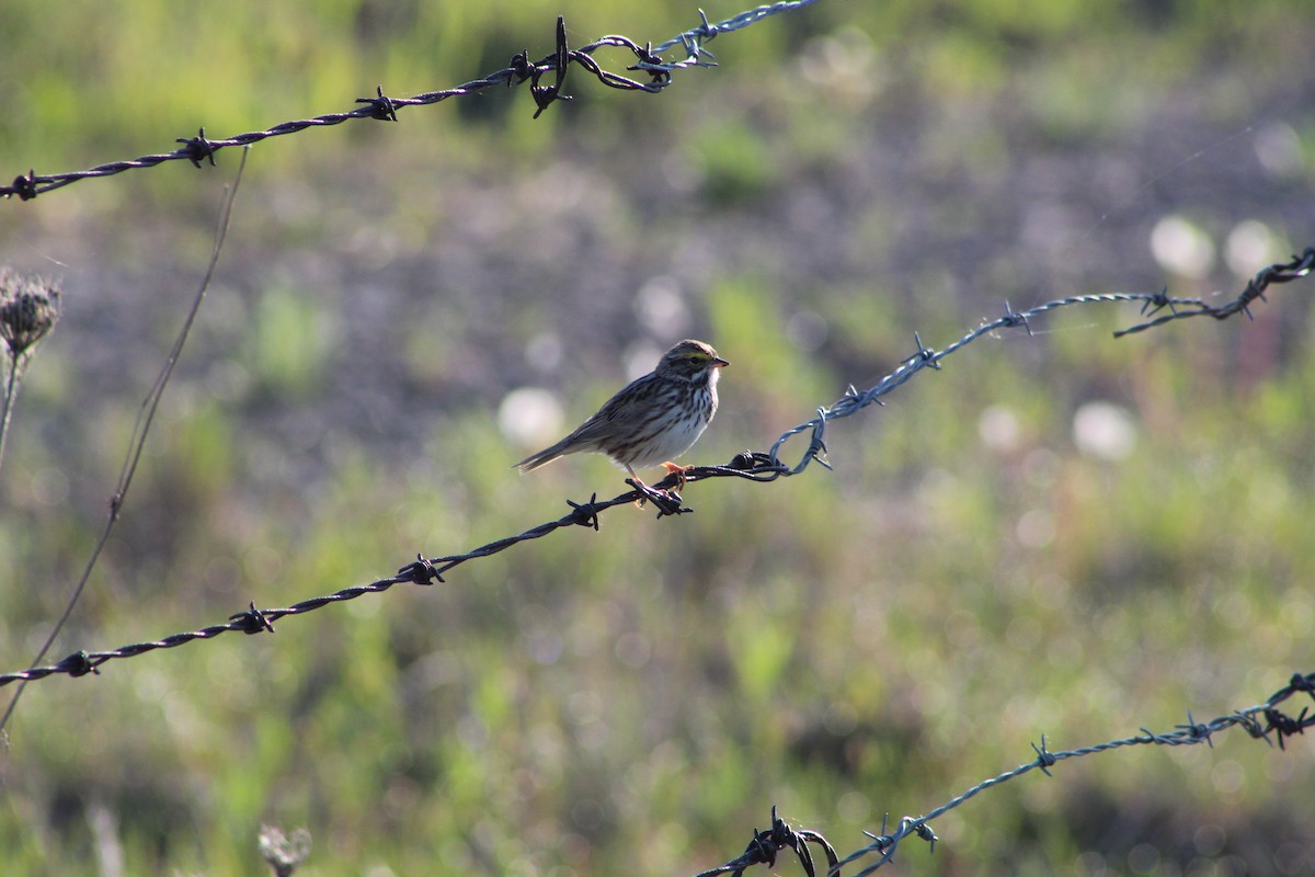 Savannah Sparrow - ML619792897