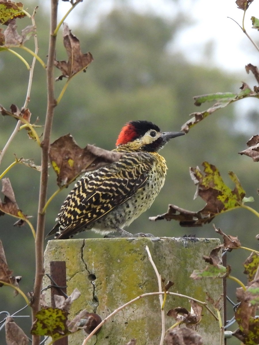 Green-barred Woodpecker - ML619792905
