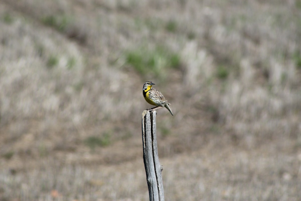 Western Meadowlark - ML619792929