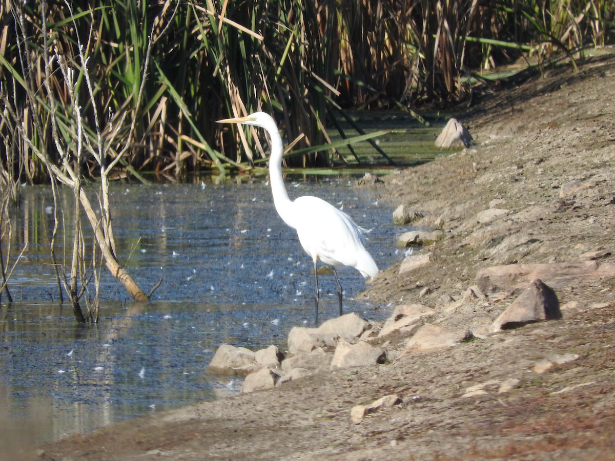 Great Egret - ML619792930