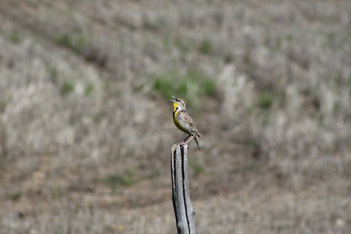 Western Meadowlark - ML619792936