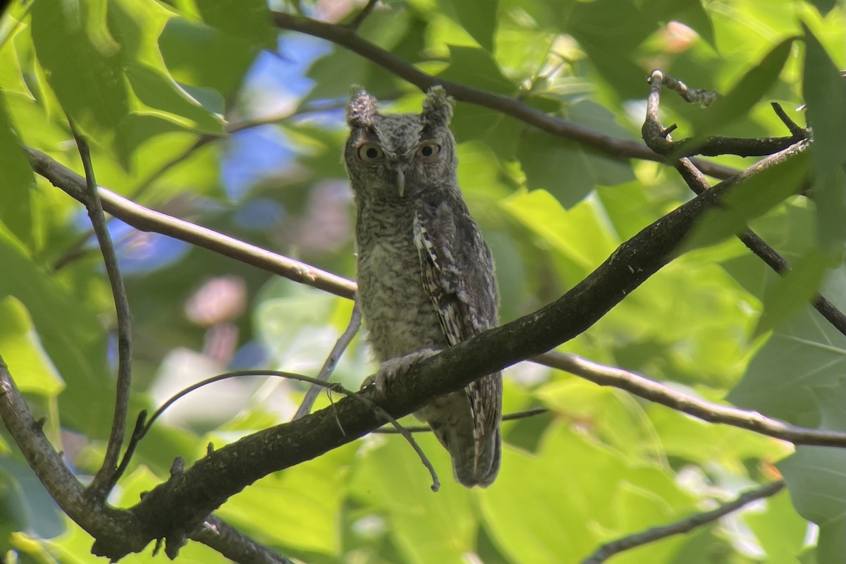 Eastern Screech-Owl (Northern) - ML619792953