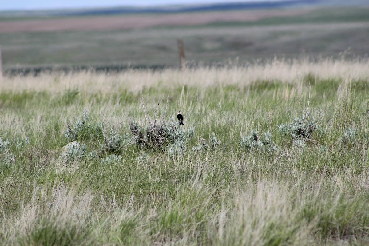 Chestnut-collared Longspur - ML619792964