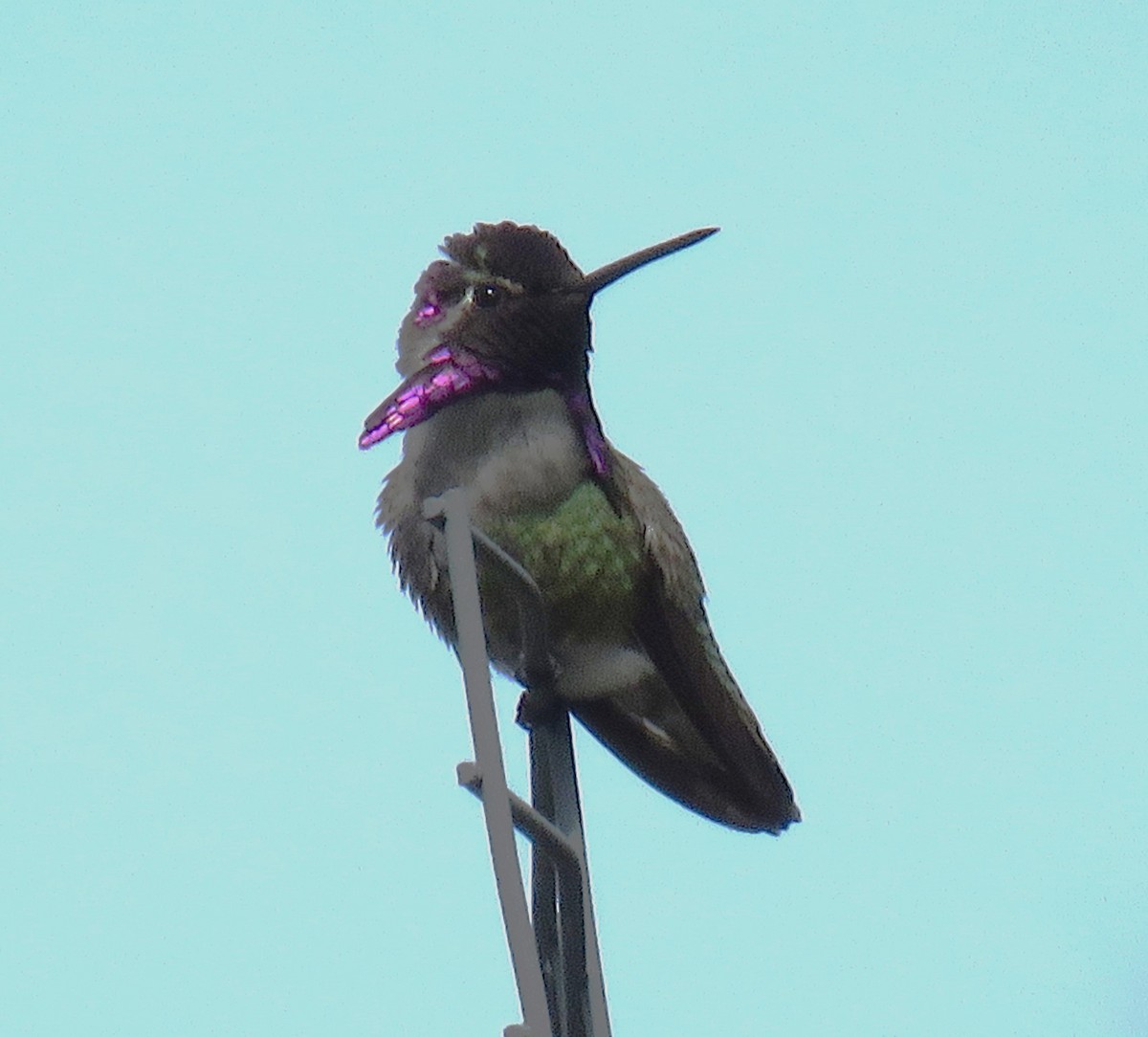 Costa's Hummingbird - ML619792974