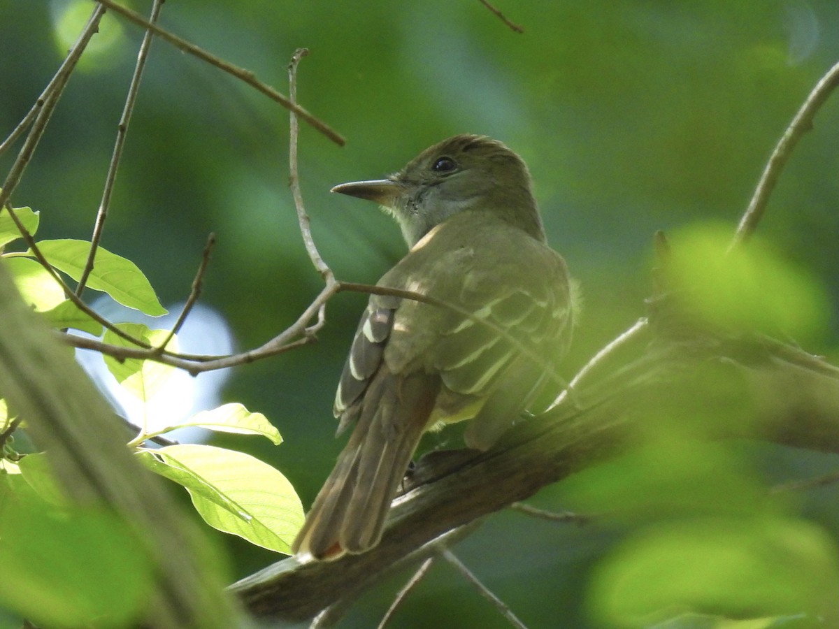 Great Crested Flycatcher - ML619792979