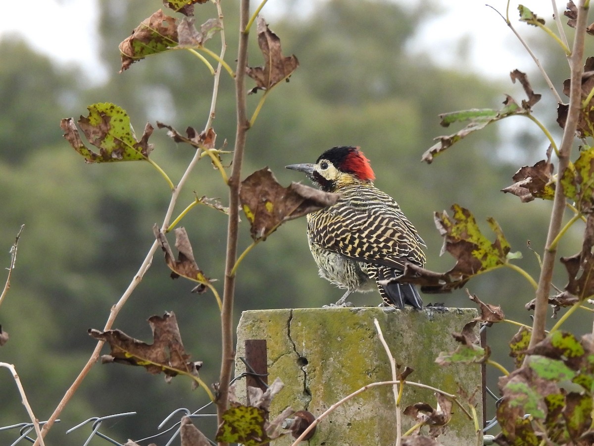 Green-barred Woodpecker - ML619792980