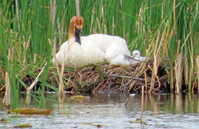 Trumpeter Swan - ML619792981