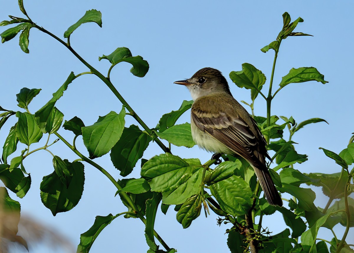 Willow Flycatcher - ML619792984