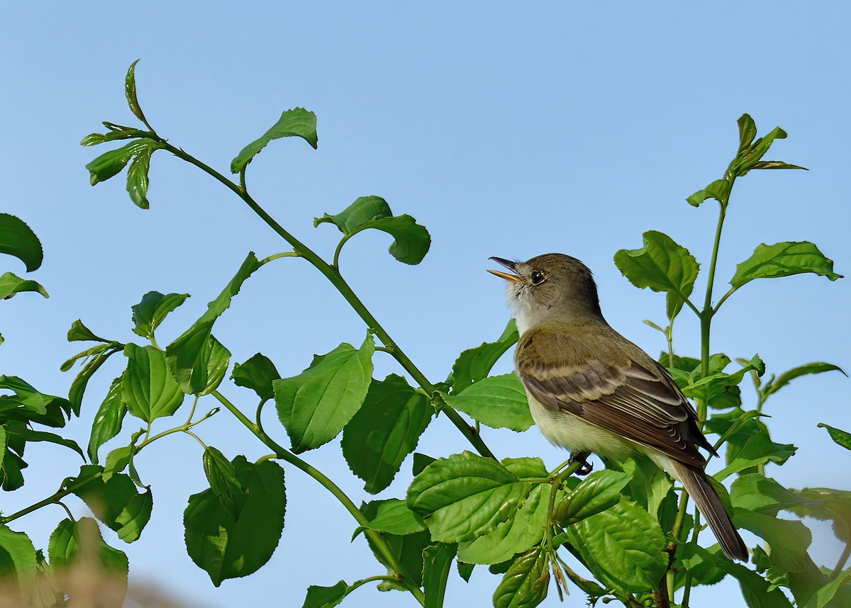 Willow Flycatcher - ML619792986