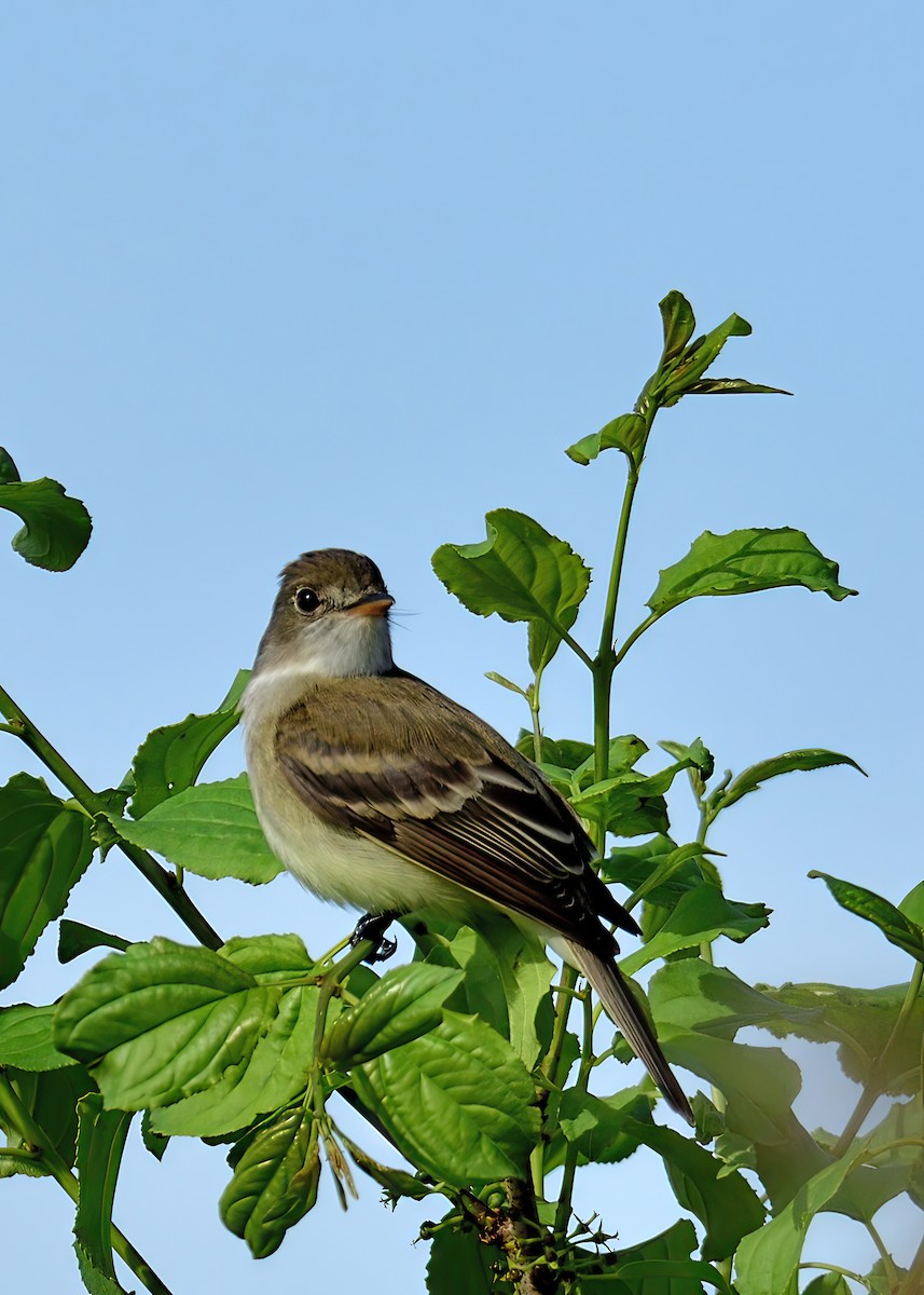 Weidenschnäppertyrann - ML619792987