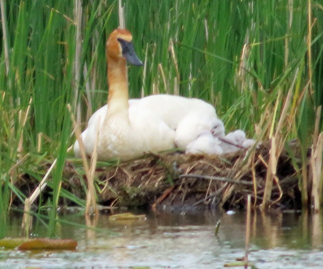 Trumpeter Swan - ML619792988