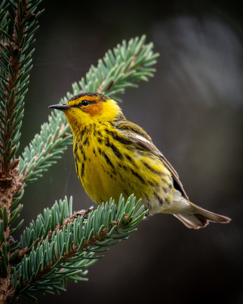 Cape May Warbler - ML619792991