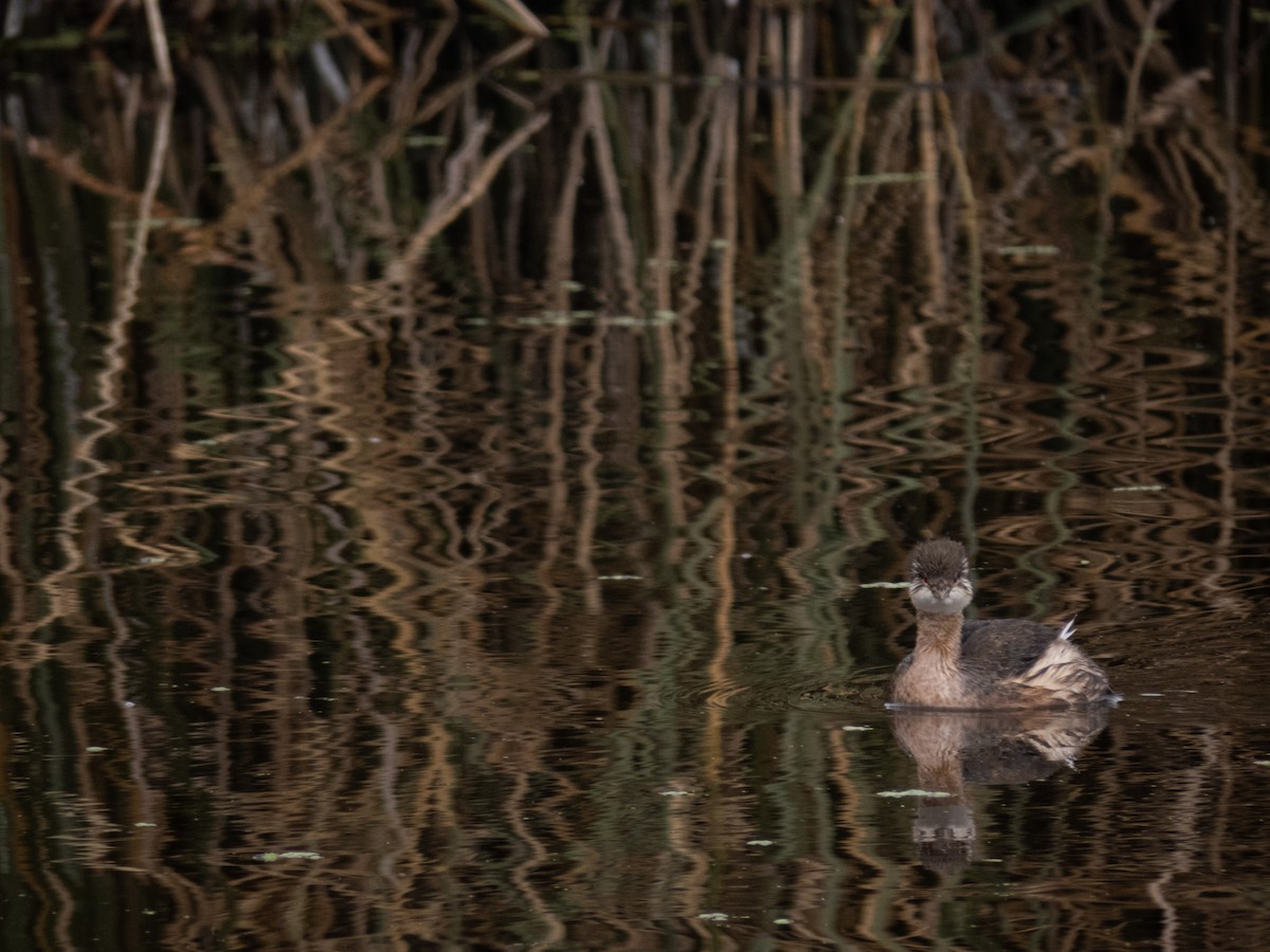 White-tufted Grebe - ML619792996