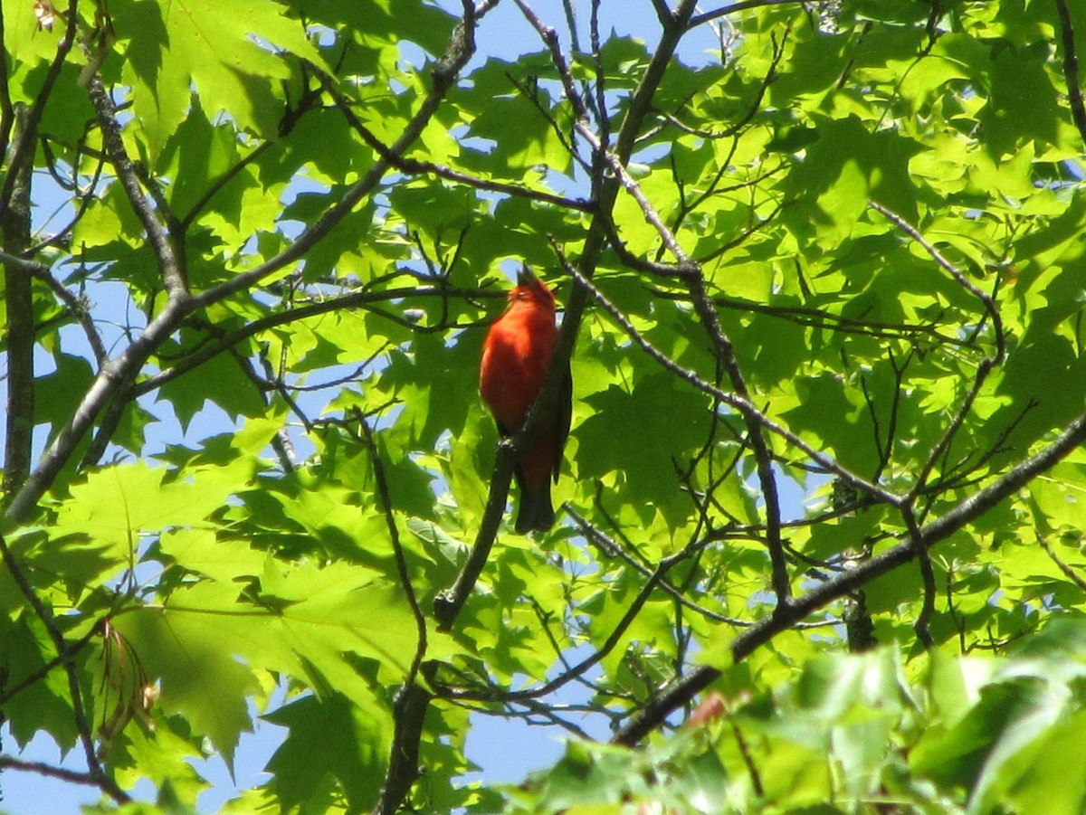 Scarlet Tanager - ML619792999