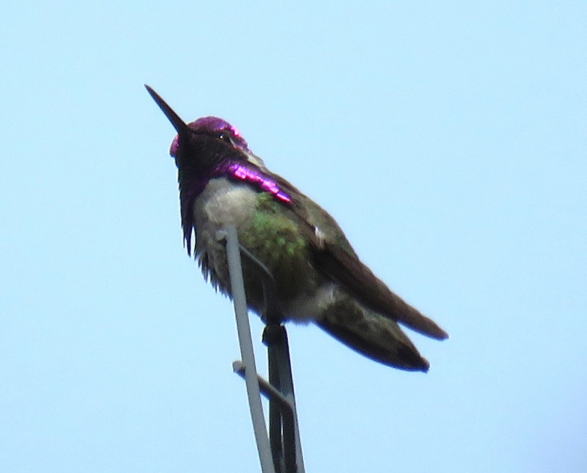 Costa's Hummingbird - ML619793006