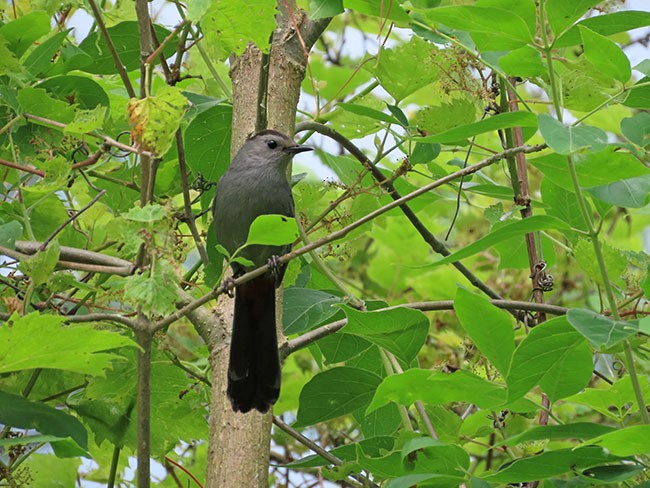 Gray Catbird - ML619793016