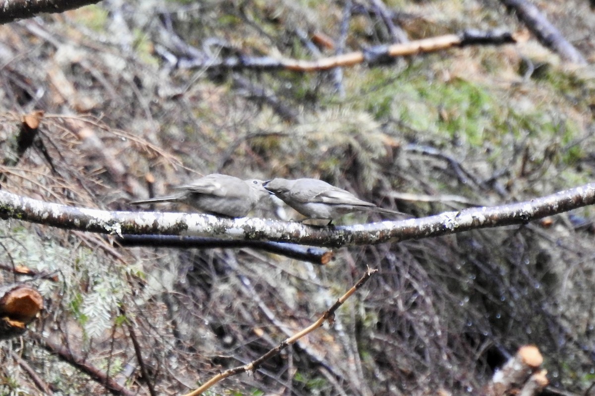 Townsend's Solitaire - ML619793023