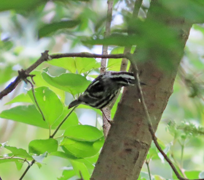 Black-and-white Warbler - ML619793024