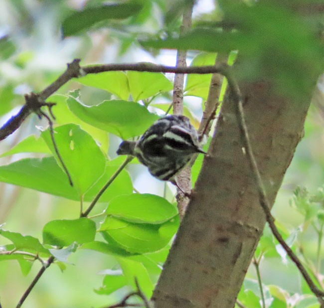 Black-and-white Warbler - ML619793028