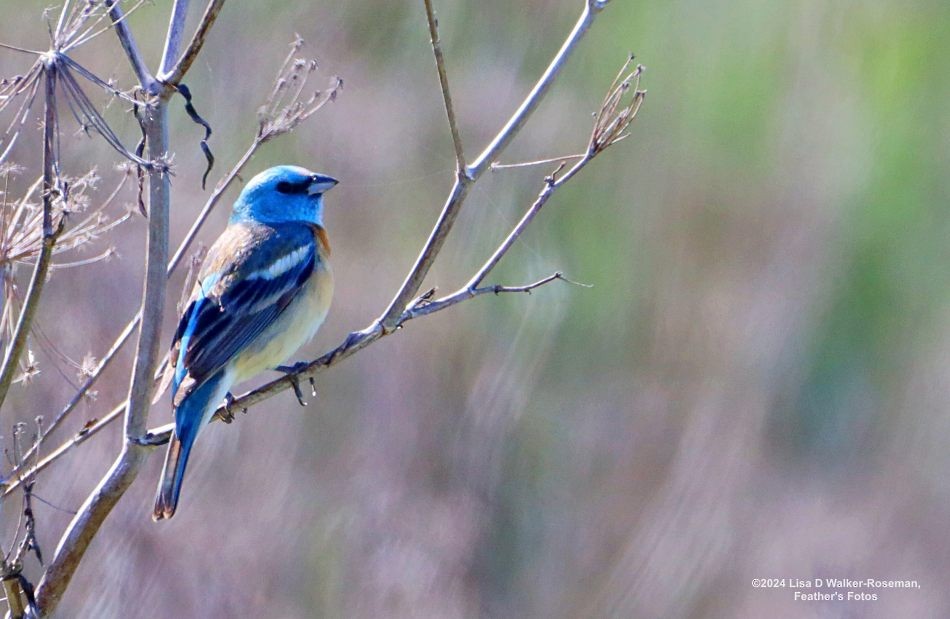 Lazuli Bunting - ML619793031