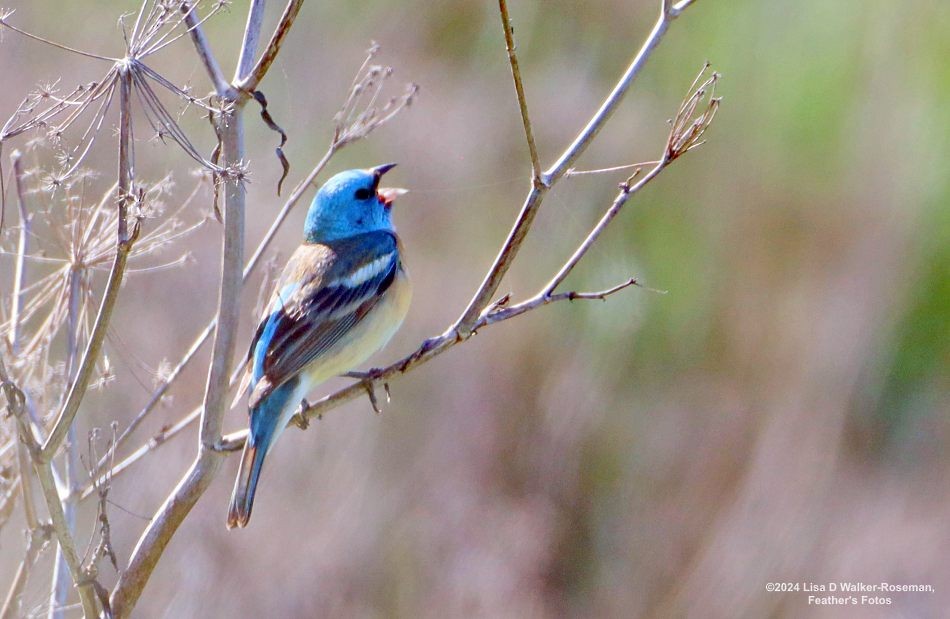 Lazuli Bunting - ML619793032