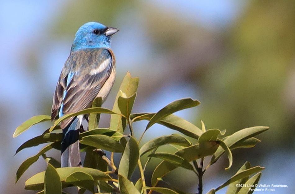 Lazuli Bunting - ML619793033