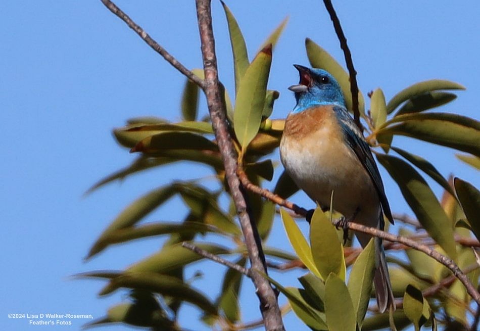 Lazuli Bunting - ML619793034