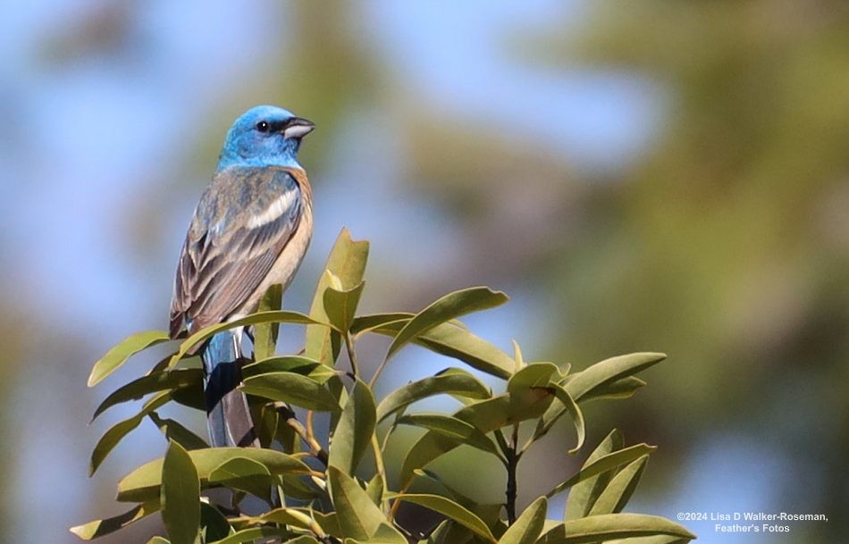 Lazuli Bunting - ML619793036