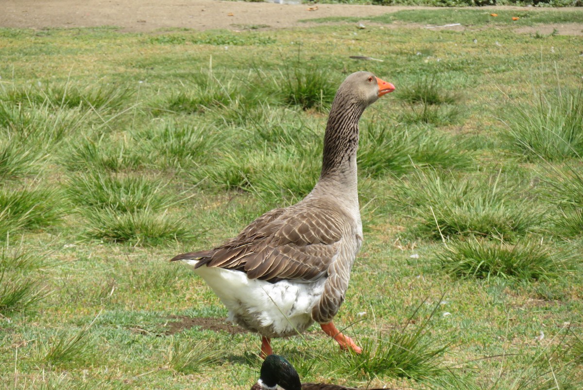 Domestic goose sp. (Domestic type) - ML619793039