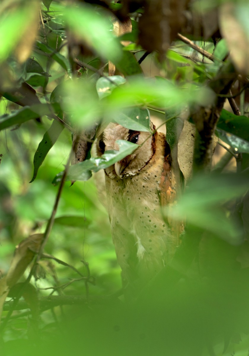 Цейлонская масковая сипуха - ML619793040