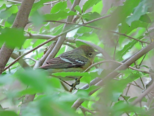 Bay-breasted Warbler - ML619793043