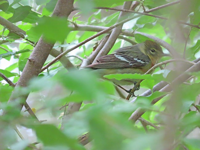 Braunkehl-Waldsänger - ML619793045