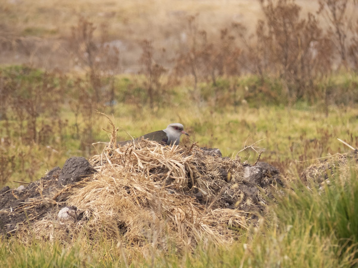 Andean Lapwing - ML619793050