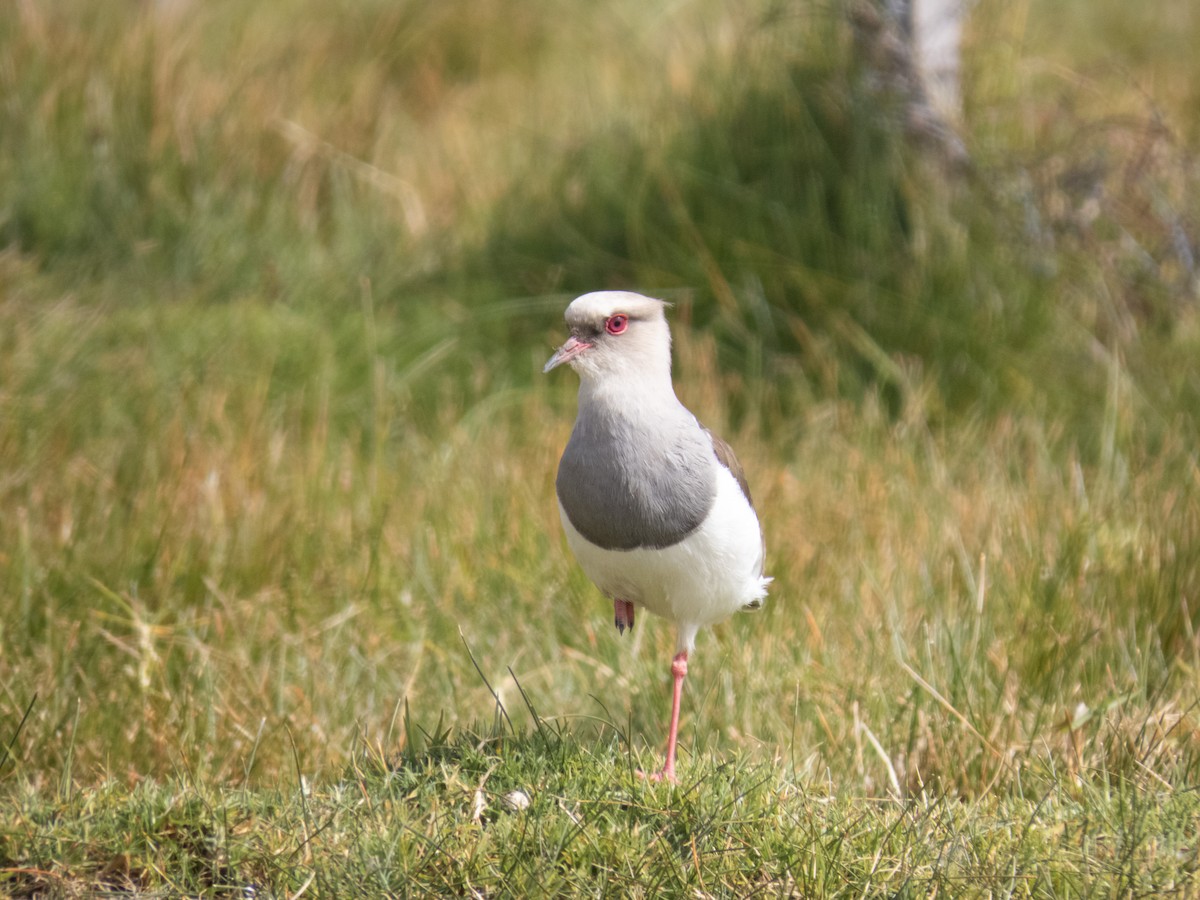 Andean Lapwing - ML619793051